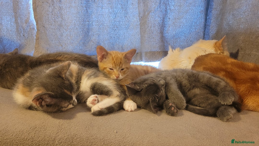 Mixed Breed cats for sale: Three gorgeous kittens available! - Advert 6