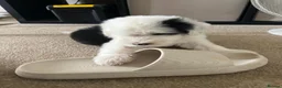 Old English Sheepdog dogs for sale:  Blue Eyes Old English Sheepdog Puppies  - Advert 5