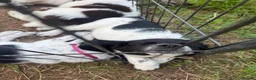 Sprollie dogs for sale: Springer x Collie in Lydney - Advert 19