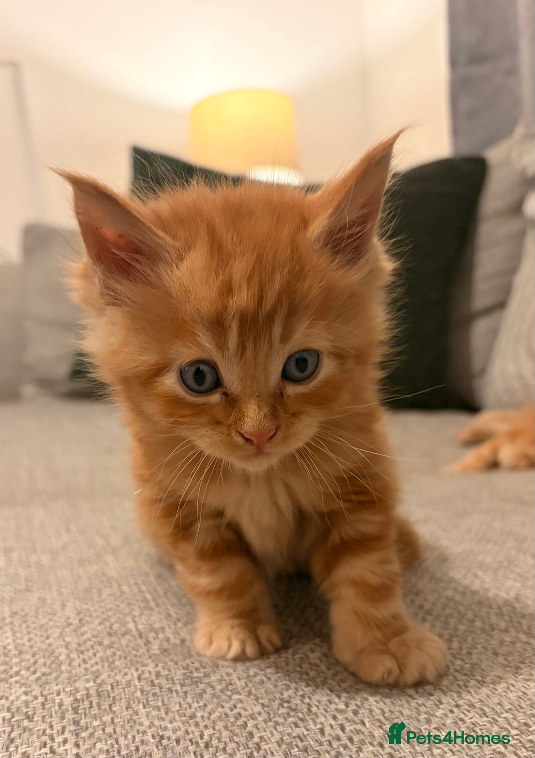 Maine Coon cats for sale: Maine coon babies 😻 - Advert 13