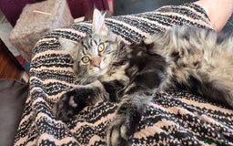 Maine Coon cats for sale: Maine coon  - Image 1
