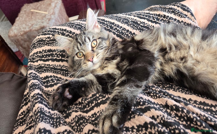 Maine Coon cats - Advert 16
