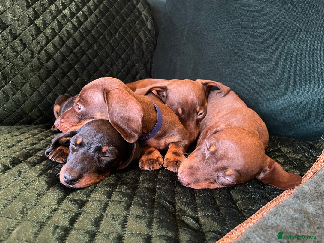 Dachshund dogs for sale: Beautiful dachshund puppies - Advert 1
