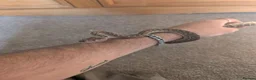 Python Snake reptiles for sale: Centralian Carpet Python - Advert 4