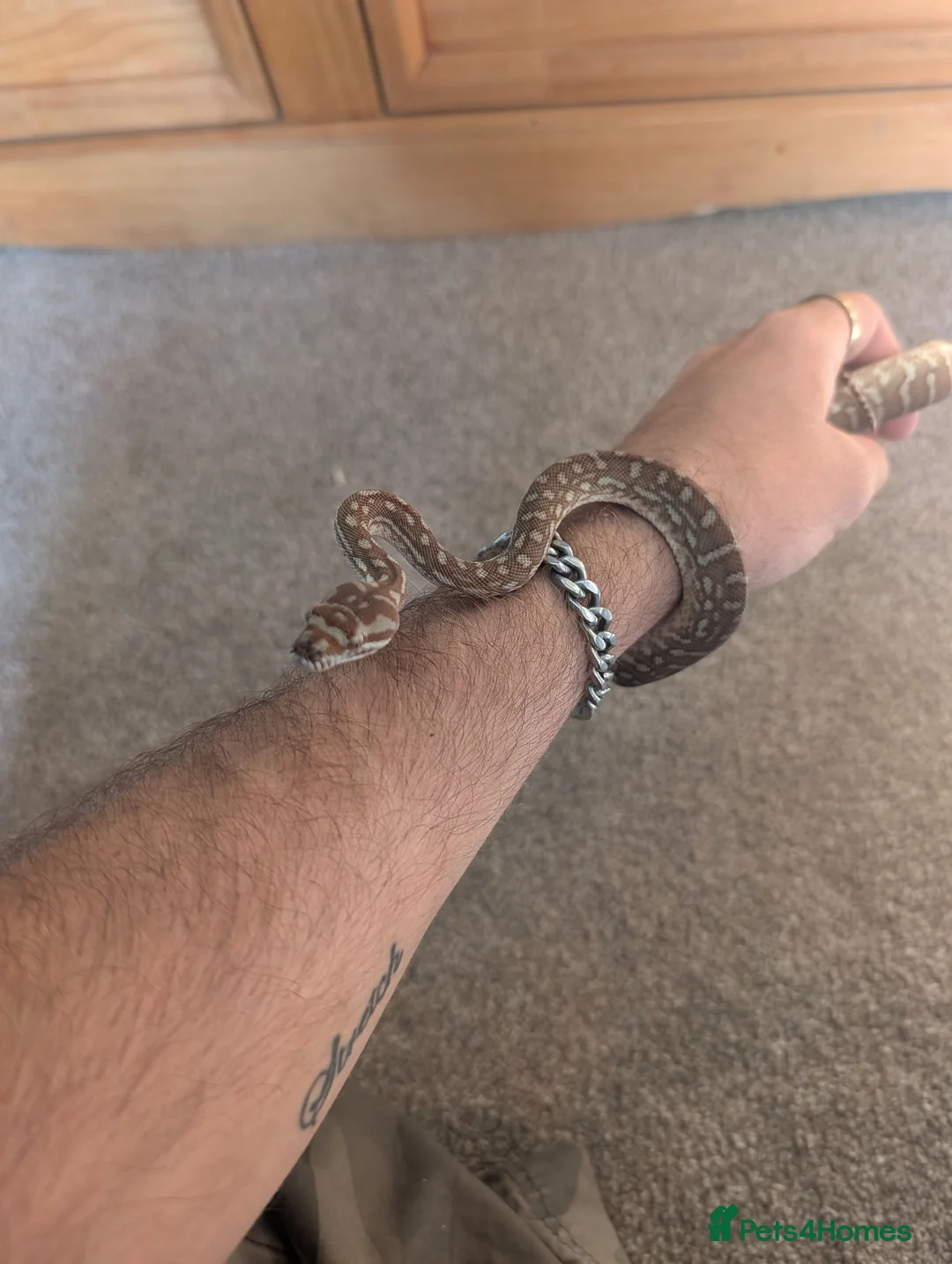 Python Snake reptiles for sale: Centralian Carpet Python - Advert 4