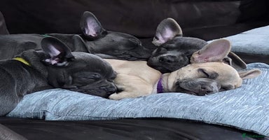 Mixed Breed dogs - Advert 8
