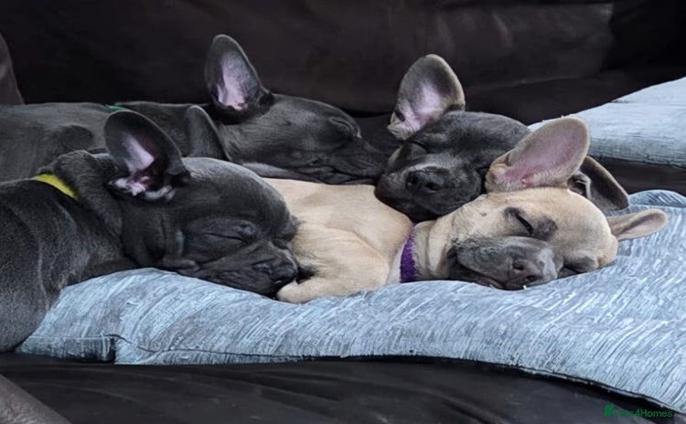 Mixed Breed dogs - Advert 16