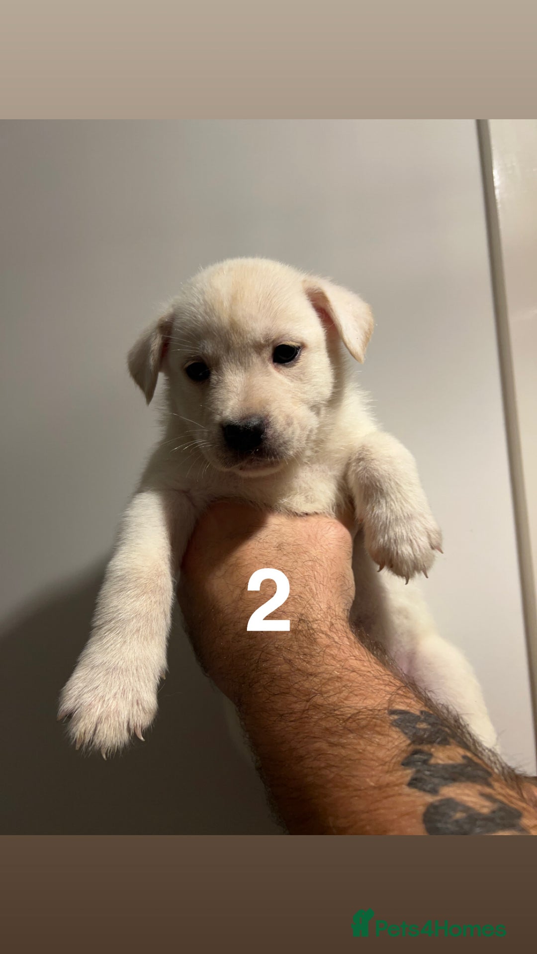 Mixed Breed dogs for sale: Mixed breed cane corso/Akita - Advert 4