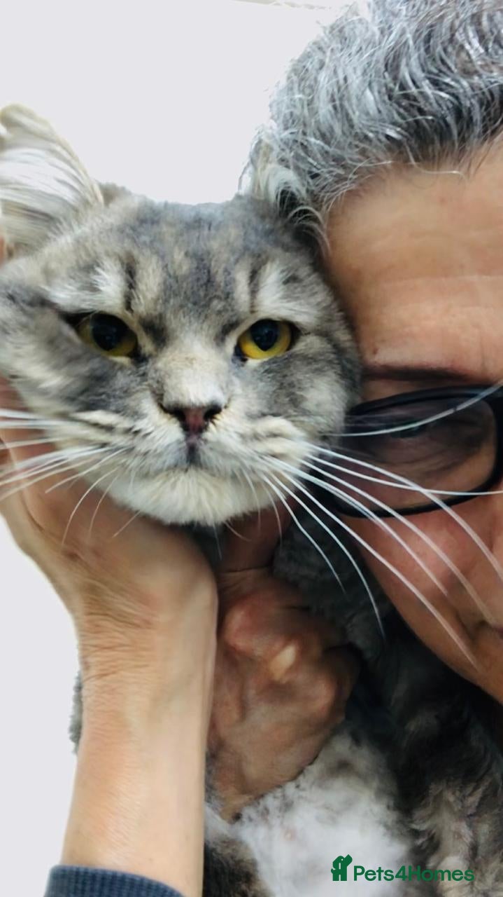 Mixed Breed cats SHADOW MIX PERSIAN LAPCAT BOY NEUTERED GROOMED - Advert 17