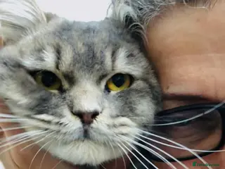 Mixed Breed cats SHADOW MIX PERSIAN LAPCAT BOY NEUTERED GROOMED - Advert 17