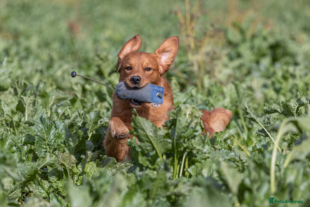 Golden Retriever dogs for stud: Fully Health Tested Show/Working Golden Retriever  - Advert 10