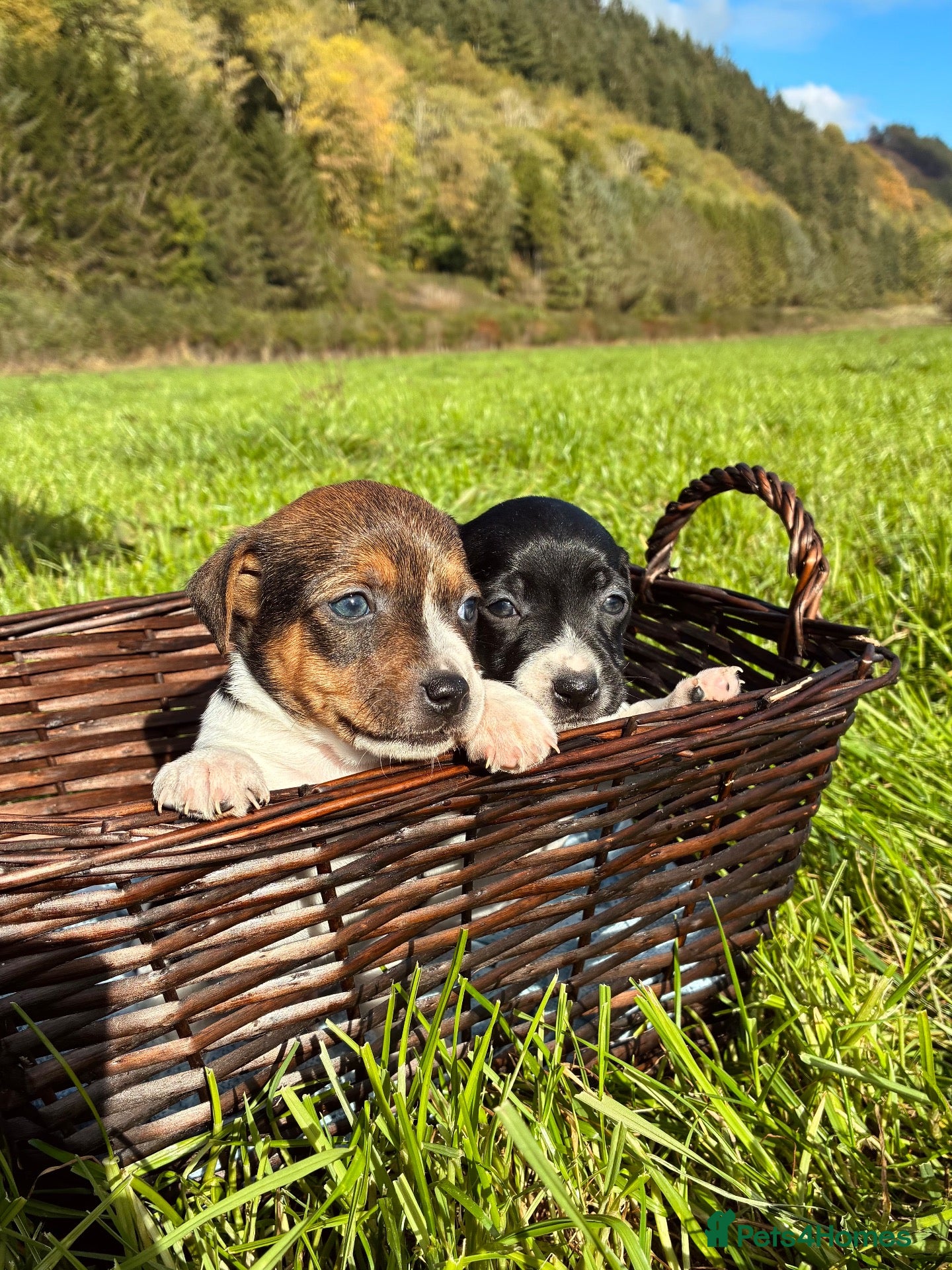 Jack Russell dogs for sale: Miniature Jack Russels - Pure line bred  - Advert 9