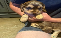 Cocker Spaniel dogs for sale: Wonderful show type cocker spaniels - Image 27