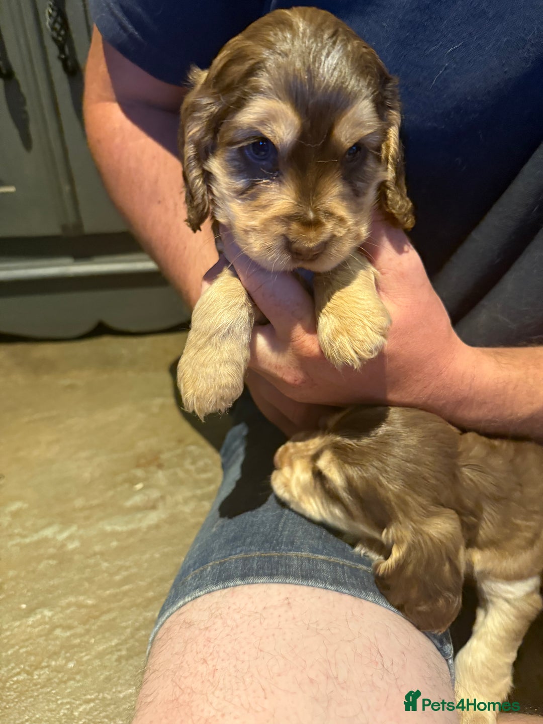 Cocker Spaniel dogs for sale: Wonderful show type cocker spaniels - Image 27
