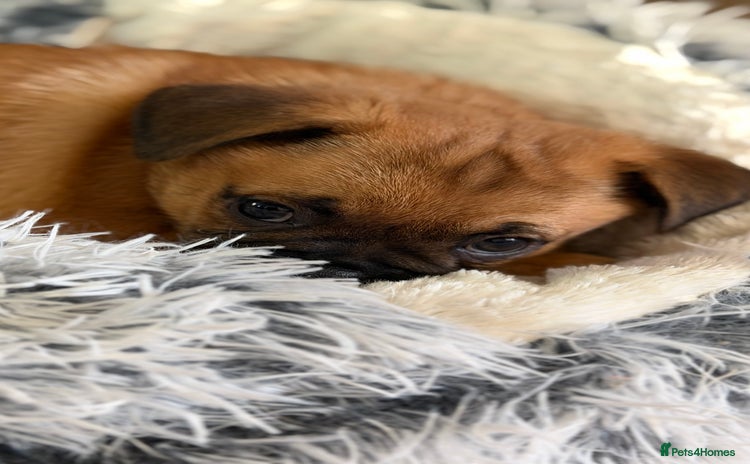 Mixed Breed dogs - Advert 3
