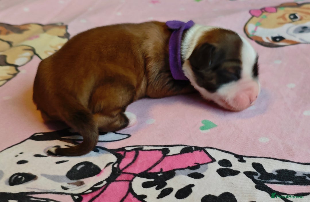 Tibetan Terrier dogs for sale: KC Tibetan Terrier Puppies For Sale😀 - Image 2