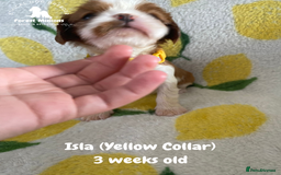 Cavalier King Charles Spaniel dogs for sale: Excessively tested Cavalier King Charles Spaniels - Image 8
