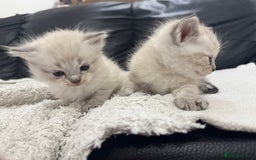 Ragdoll cats for sale: Ragdolls  - Image 6