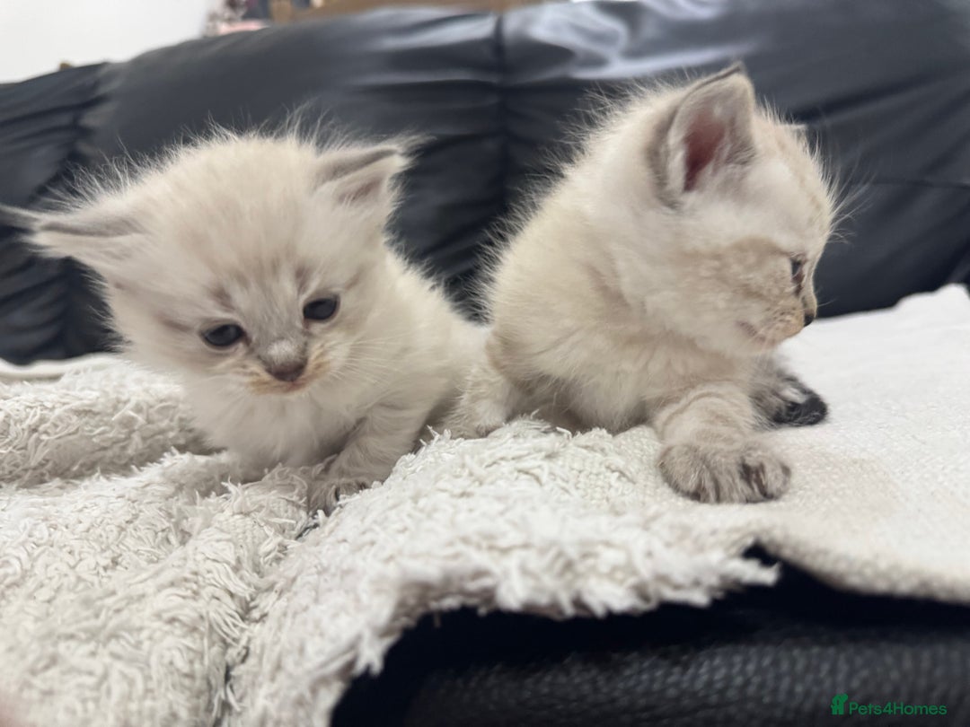 Ragdoll cats for sale: Ragdolls  - Image 6