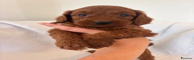 Cavapoo 3