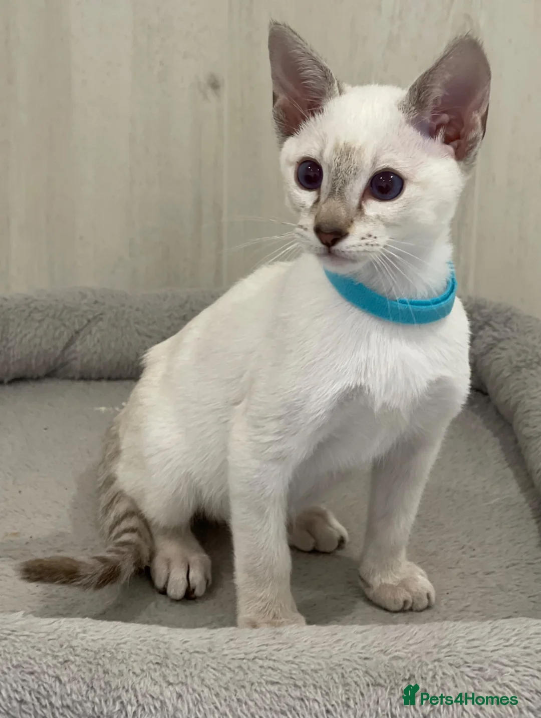 Siamese cats for sale: GCCF Registered Traditional Siamese Kittens.  - Advert 28