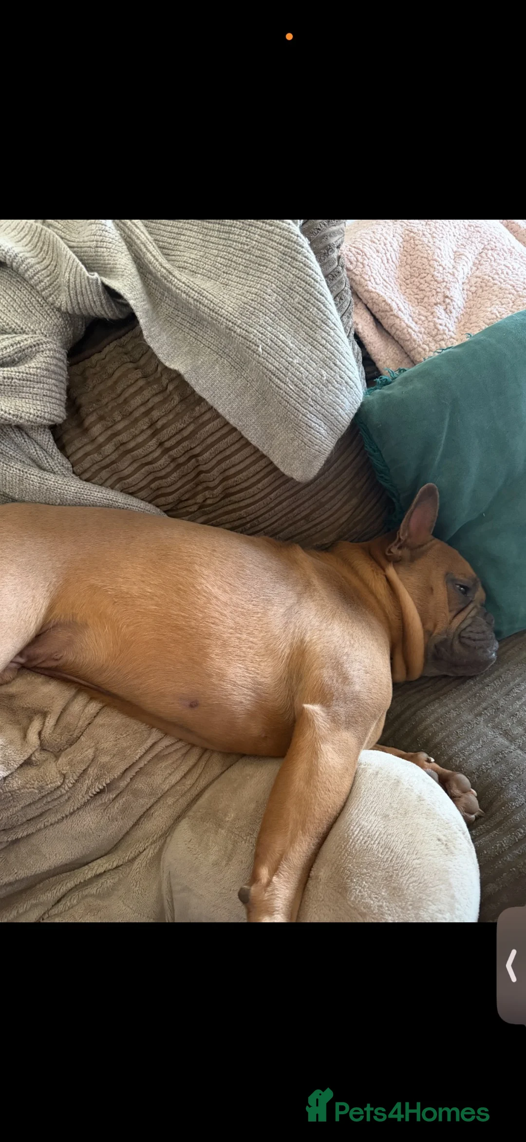 Mixed Breed dogs for sale: Mixed Breed French Bulldog needing Rehoming  in Leicester - Advert 4