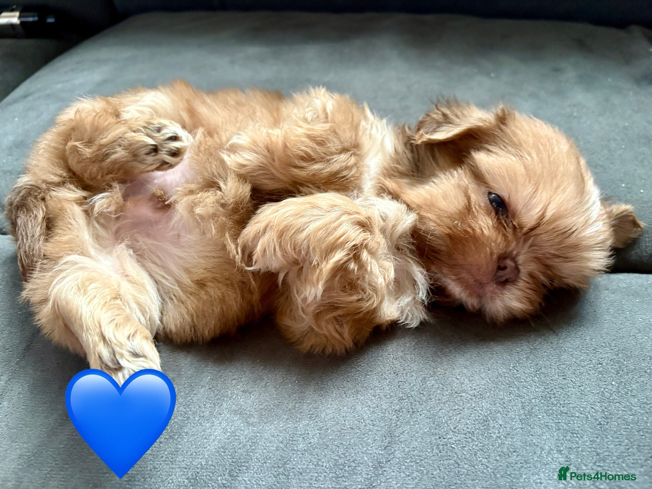 Shih Tzu dogs READY NOW 3 male 1 female lovely Shih tzu puppies  - Advert 4