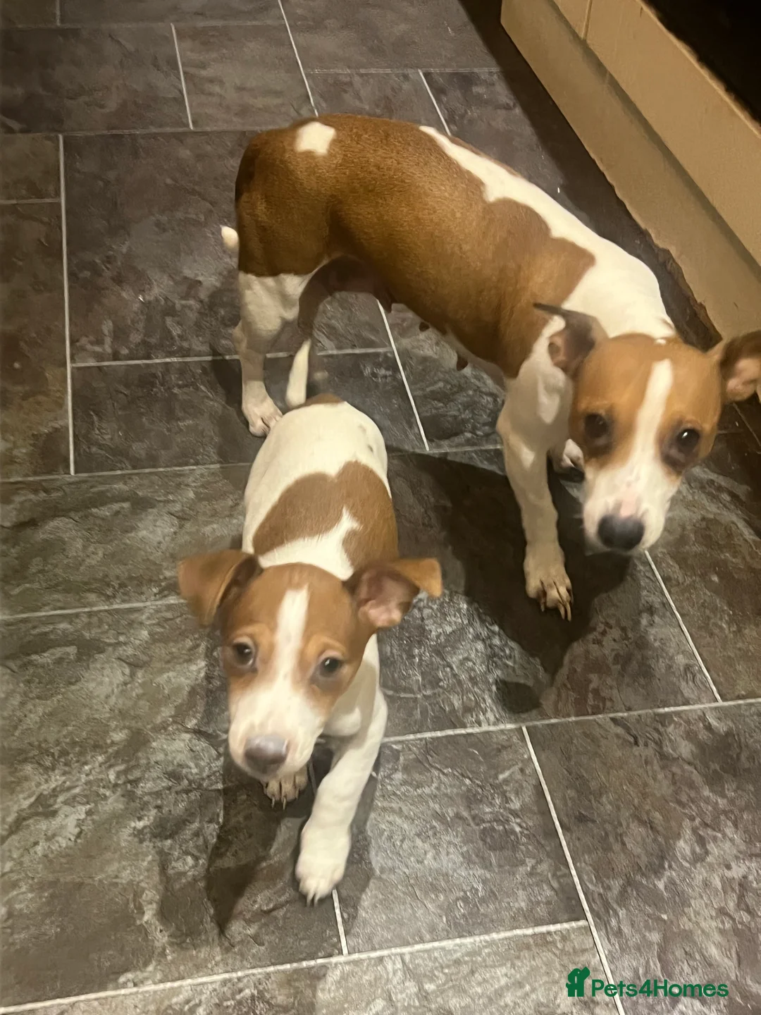 Jack Russell dogs for sale: Stunning Miniature Jack Russell Puppies!!! - Advert 7