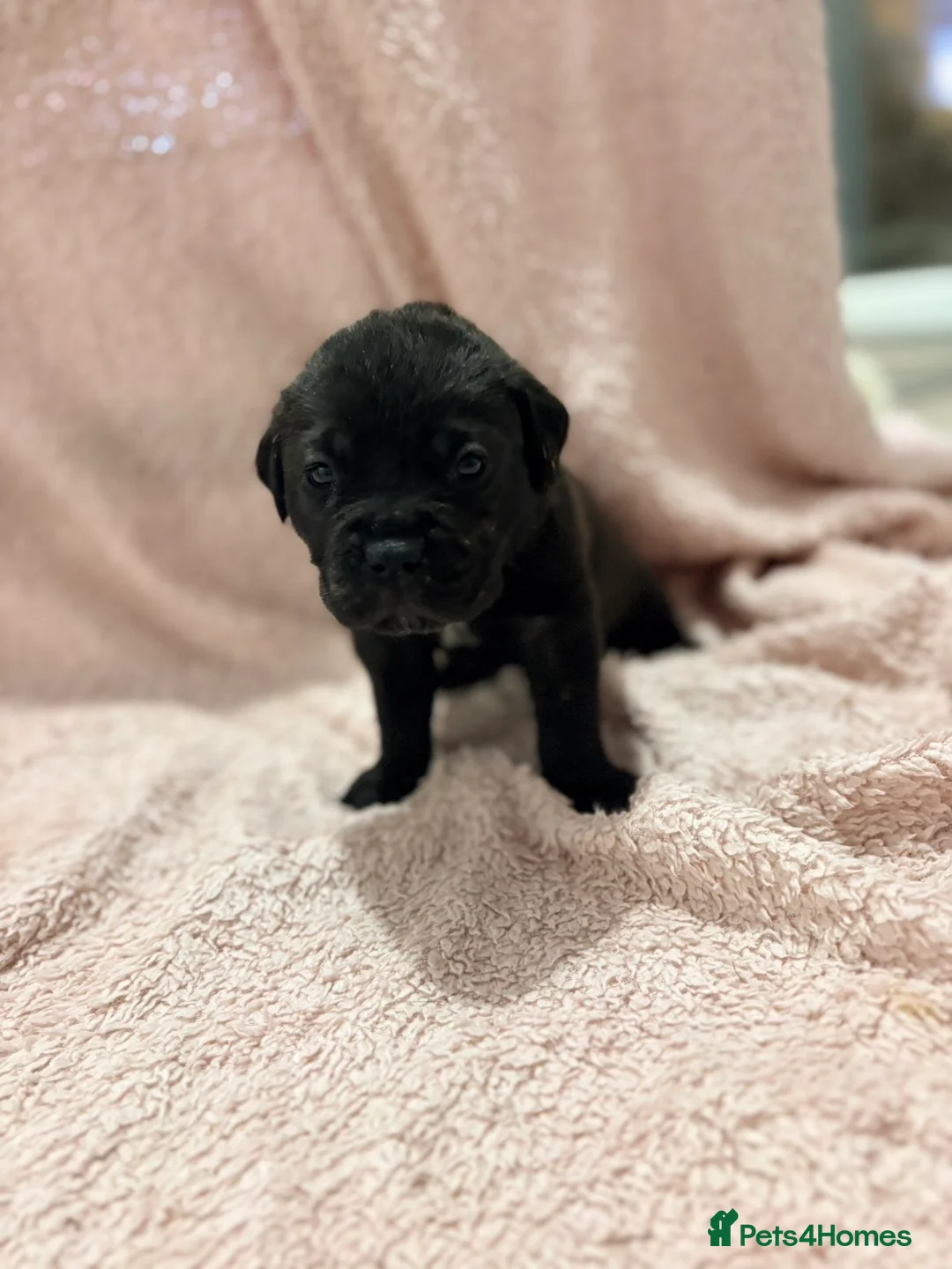 Cane Corso dogs for sale: 🏆 CHAMPION CANE CORSO PUPS 🏆/KC REGISTERED MERLE - Advert 18