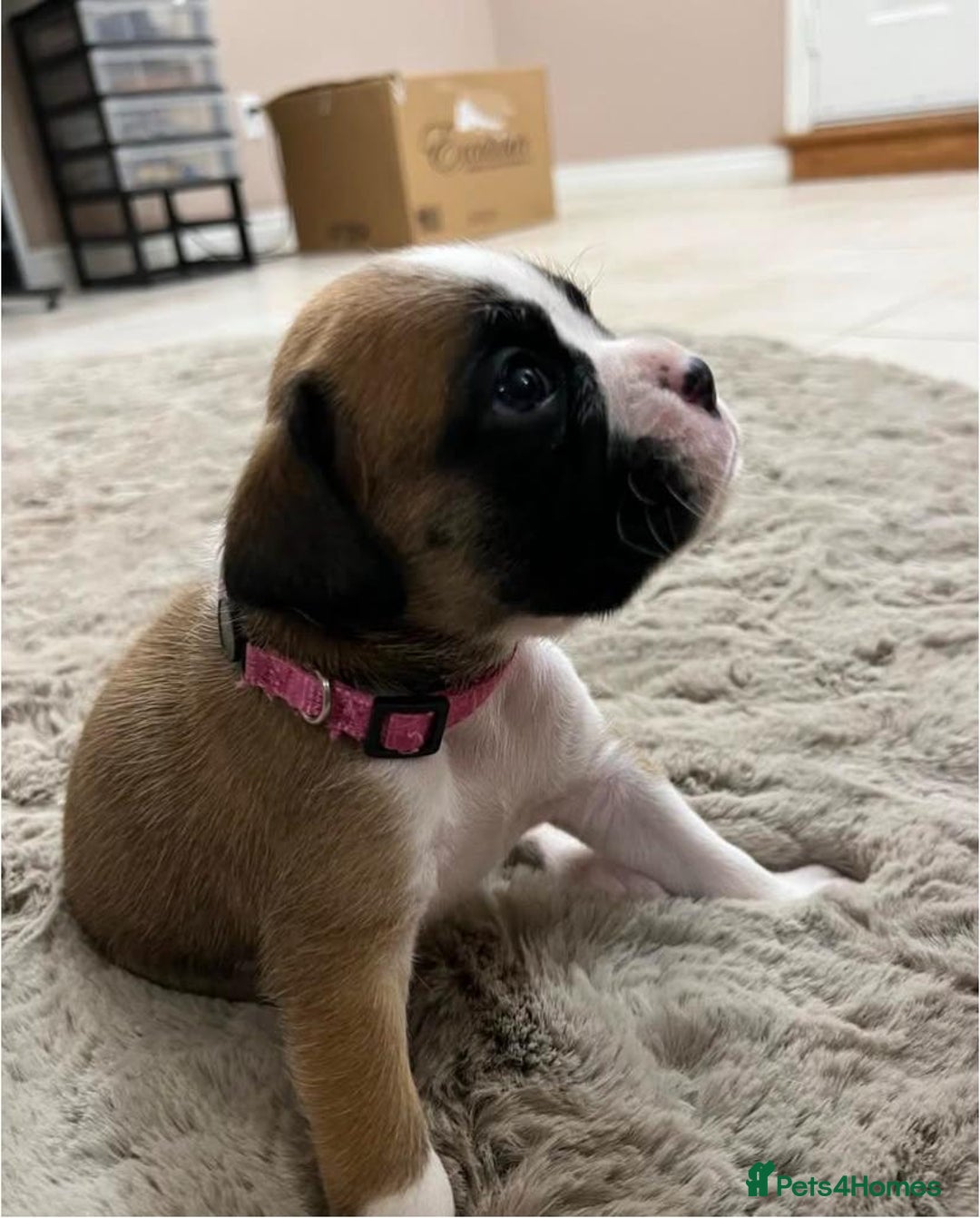 Boxer dogs for sale: STUNNING BOXER PUPPIES - Advert 3