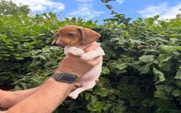 Miniature Dachshund dogs for sale: Pure Piebald Miniature Dachshunds Champion Lines - Image 2