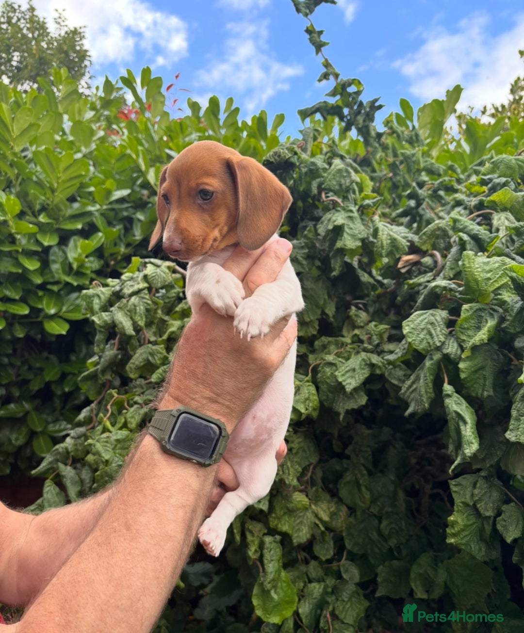 Miniature Dachshund dogs for sale: Pure Piebald Miniature Dachshunds Champion Lines - Image 2