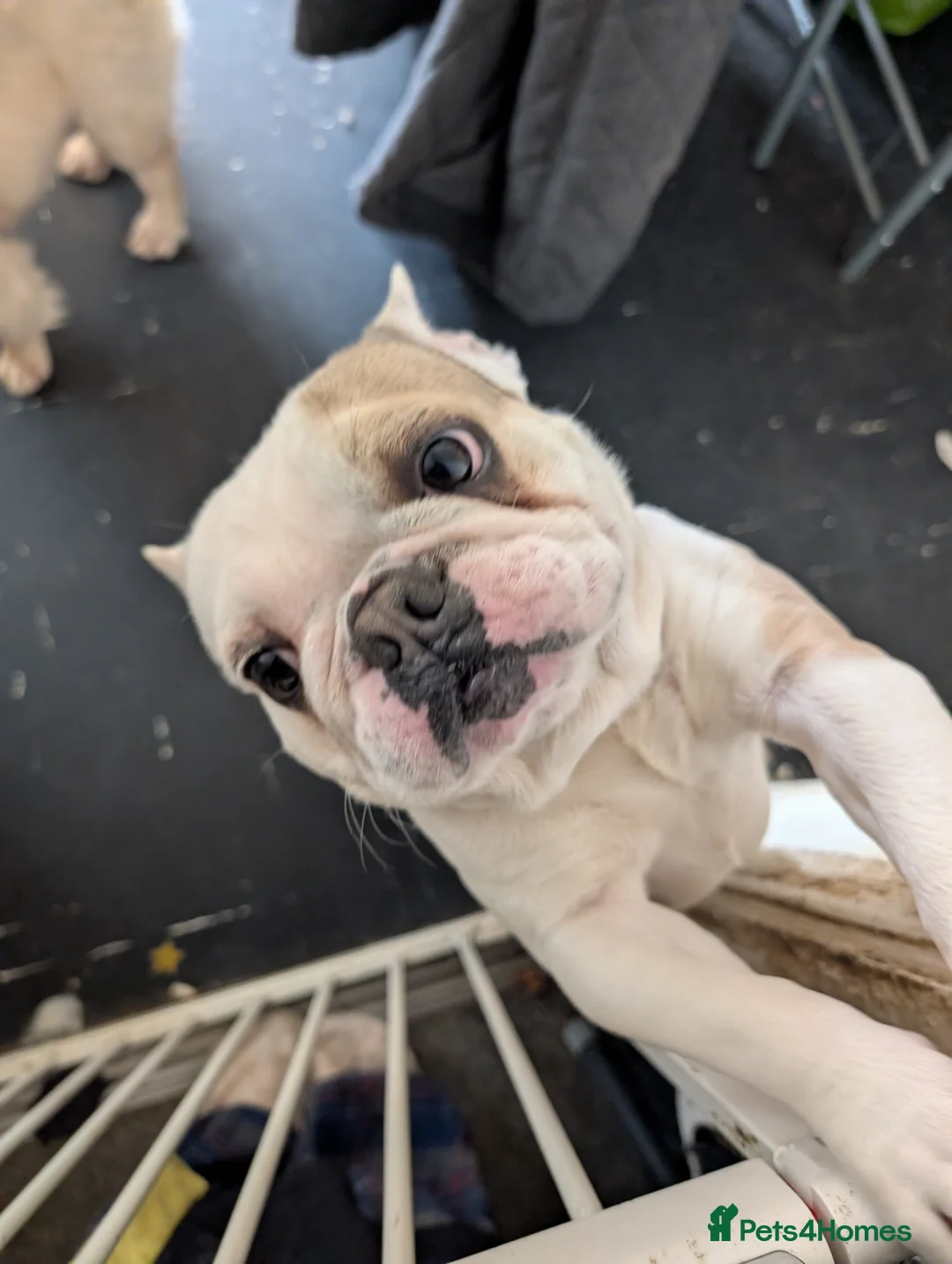 French Bulldog dogs for sale: Boo needs a new forever home - Advert 3