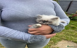 Persian cats for sale: Color point Persian kittens - Image 5