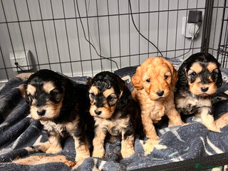 Cockapoo dogs Beautiful f1 cockapoo puppies - Advert 3