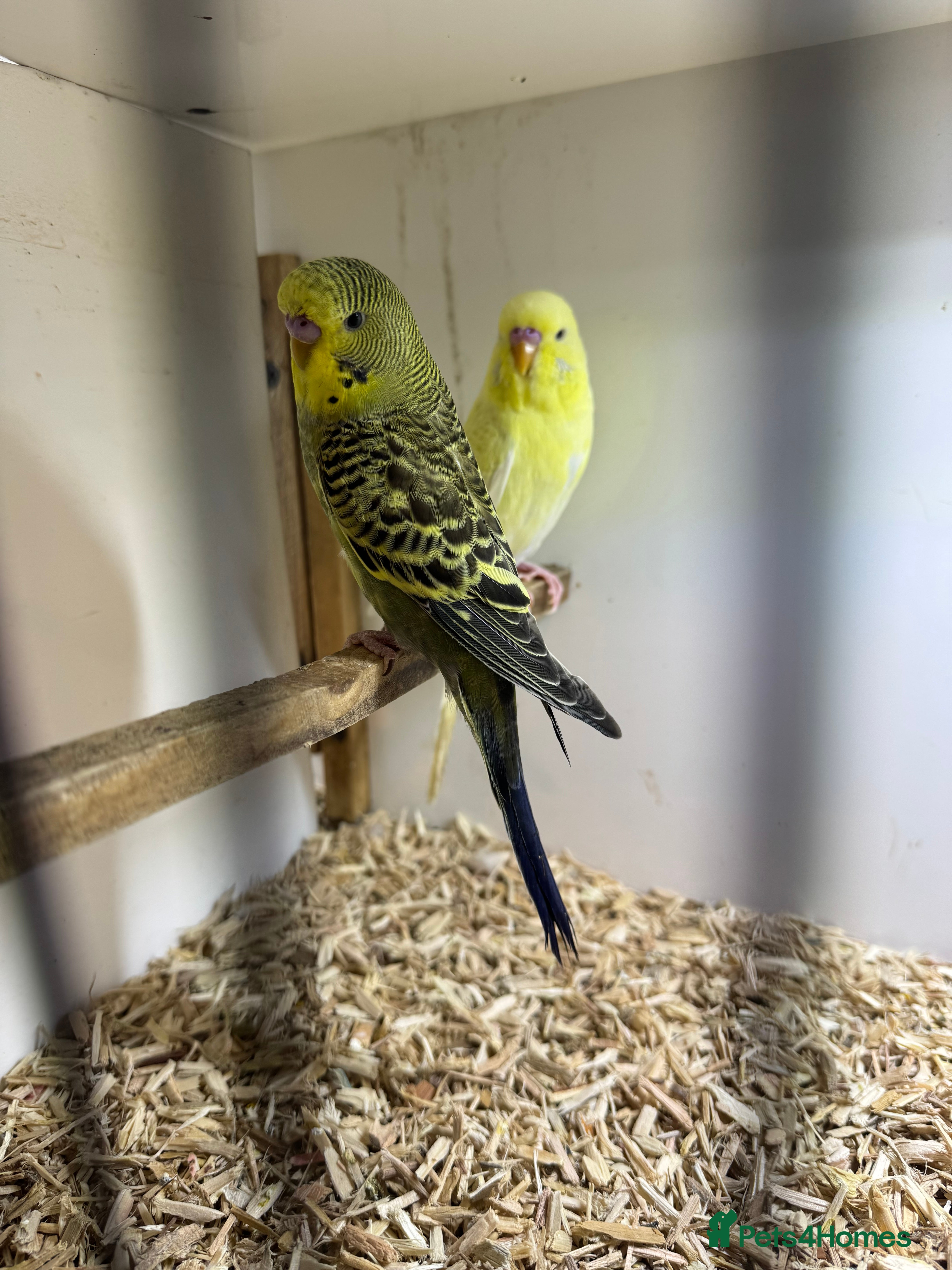 Budgerigars birds Budgies all colours  - Advert 8