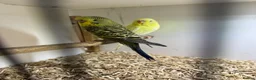 Budgerigars birds for sale: Budgies all colours  - Advert 7