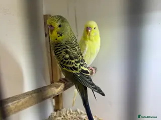 Budgerigars birds Budgies all colours - Advert 8