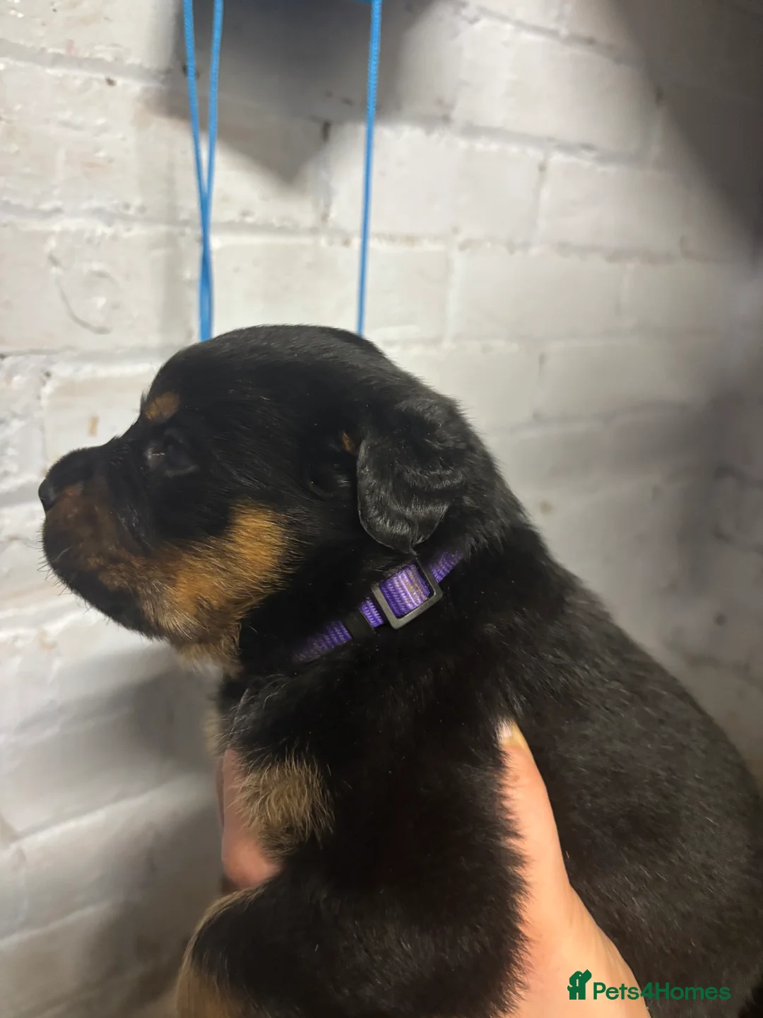 Rottweiler dogs for sale: *** Pedigree Rottweiler puppies ready in 2 wks*** - Advert 16