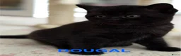 British Shorthair cats for sale: Adorable GCCF registered British Shorthair  in Stafford - Advert 10