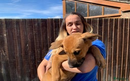 Mixed Breed dogs for sale: Cane corso X Alaskan malamute surprise litter  - Image 7
