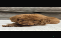 Cavapoo dogs for sale: 2 boys left looking for there forever homes - Image 5