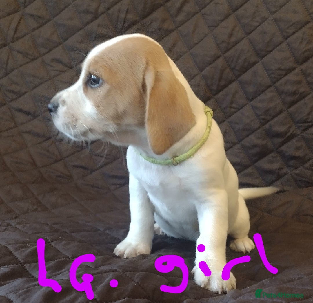 Jack Russell dogs for sale: Beautiful jack Russell puppies  - Image 13