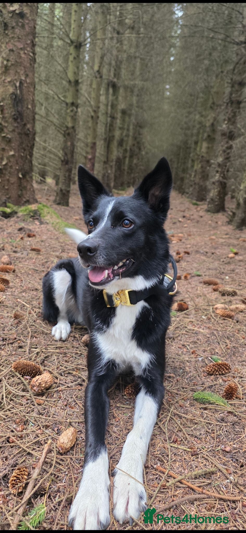 Border Collie dogs Lovely Border Collie Finn - Advert 2