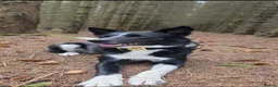 Border Collie dogs for sale: Lovely Border Collie Finn - Advert 1