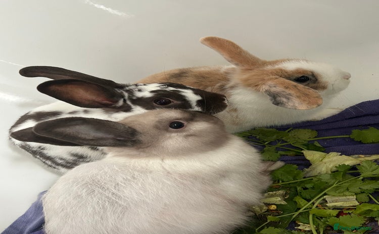 Mixed Breed rabbits - Advert 3