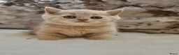 British Shorthair cats for sale: Beautiful British Shorthair kittens  - Advert 5