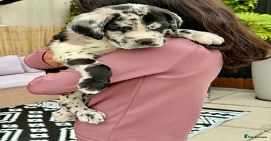 Mixed Breed dogs - Advert 3