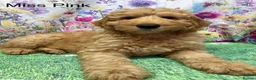 Labradoodle dogs for sale:  Standard Labradoodles multi generational  - Advert 3