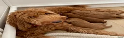 Australian Labradoodle dogs for sale: Australian Double Doodle Miniature puppies. - Advert 1